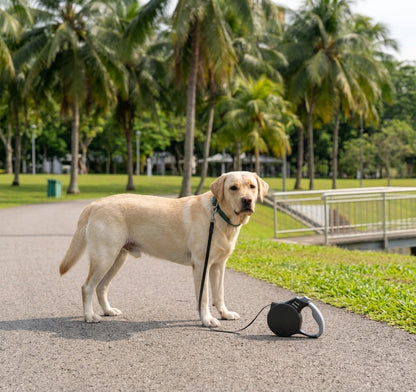 Automatic Retractable Dog Leash
